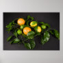 Citrus and Orange on black background. Posters