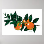 citrus branch poster posters
