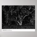 Citrus Trees at Sunrise, January 1966, Ansel Adams Print