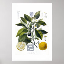 Citrus vulgaris (Orange) Print