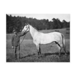 Civil War Horse, 1860s Postcards