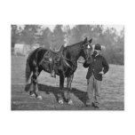 Civil War Horse, 1864 Post Card
