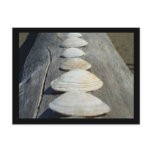 Clam Shells Post Cards
