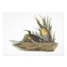 Clapper Rail, John Audubon Personalized Invitations