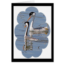 Clarks' Grebes Card