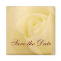 Classic white bridal rose save the date magnets