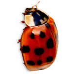 Classy And Cute Little Ladybug photo sculptures