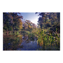 Clear Run. Wacissa Springs, Florida. Photo Art
