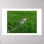 Clear Stream in Green Grass