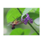 Clearwing Moth Postcard