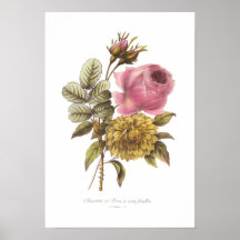 Clematis and Rose Poster