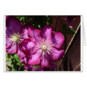 Clematis Blossoms cards