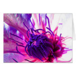 clematis cards
