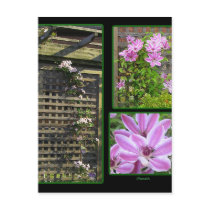 Clematis Collage Postcard