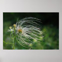 Clematis Flower Poster posters