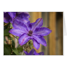 clematis greeting card