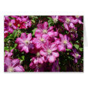 Clematis in Bloom cards
