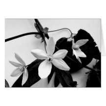 Clematis in Monochrome Notecard