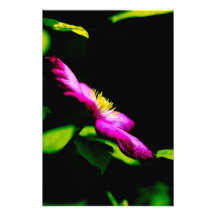 Clematis in the morning sun photo