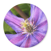 Clematis Magnet