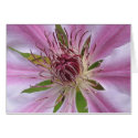 Clematis Nelly Moser cards