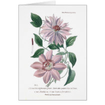 Clematis patens greeting cards