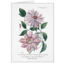 Clematis patens greeting cards