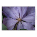 Clematis Perle d'Azur cards