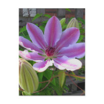 Clematis Postcard