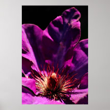 Clematis Print