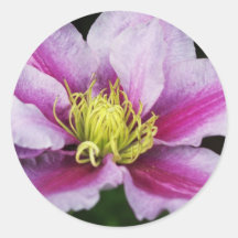 Clematis Sticker