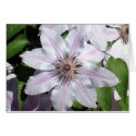 Clematis Vine cards