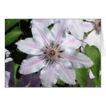 Clematis Vine cards