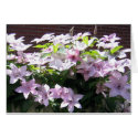 Clematis Vine cards