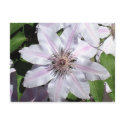 Clematis Vine postcards