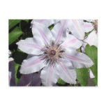 Clematis Vine postcards