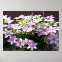 Clematis Vine posters