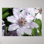 Clematis Vine posters