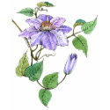 Clematis Vine T-shirt