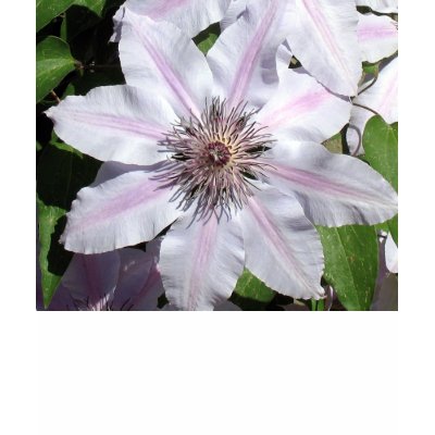 Clematis Vine Shirts by charlesblack7