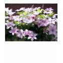 Clematis Vine t-shirts