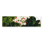 Clerodendron Thompsonae Variegatum (Glory B bumper stickers