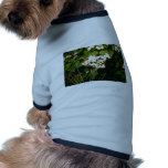 Clerodendron Thompsonae Variegatum (Glory B Dog Clothes