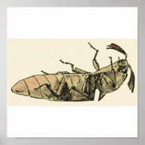 Click Beetle Poster