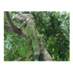 Climbing Lizard Postcard