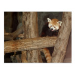 Climbing Panda Postcard