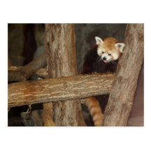 Climbing Panda Postcard