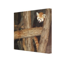 Climbing Panda  Wrapped Canvas Print