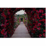 Climbing Rose Arches Roses photo sculptures