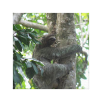 Climbing Sloth  Canvas Print